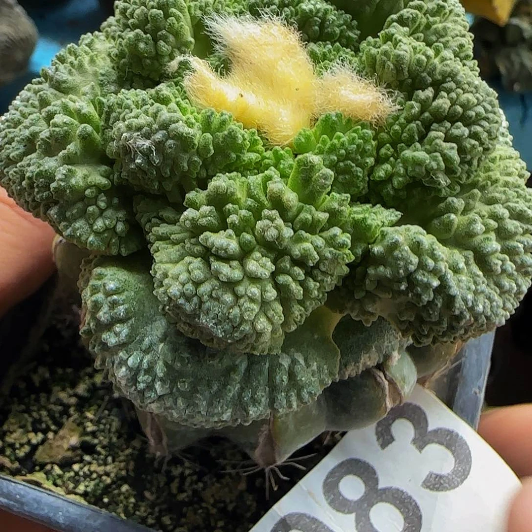 哥斯拉083仙人球开花