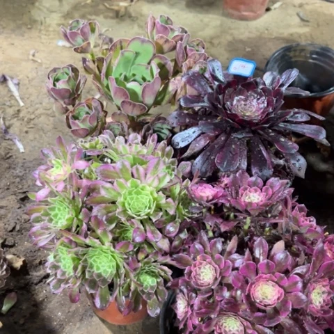 614多肉植物组合