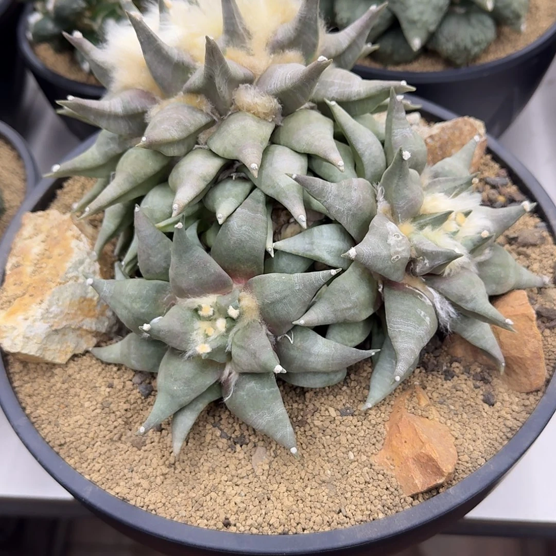 群生老桩岩牡丹仙人球