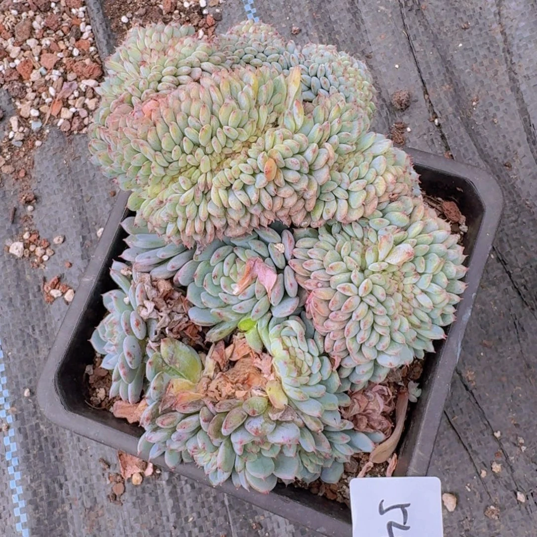 坨***541白胖子缀凡艺多肉