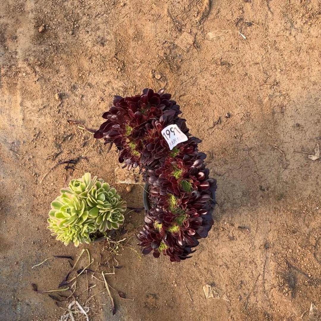 法师多肉  裸根脱土发货