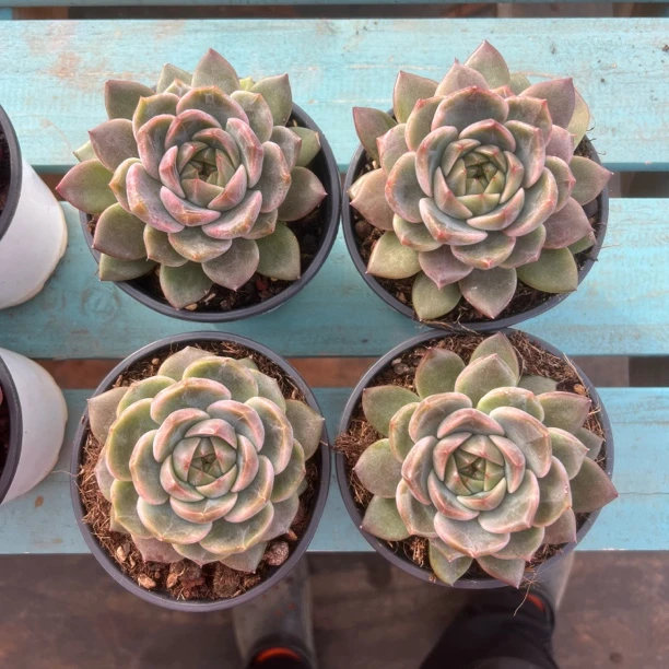 加勒比海蓝单头120杯旺财多肉