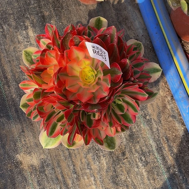 683多肉植物的生长