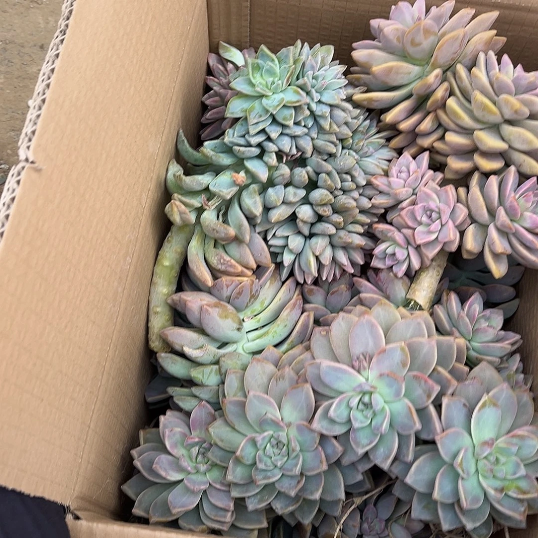 29号淡雪断枝断头不售后