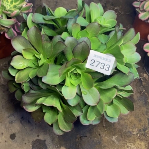 魅金玫瑰多肉植物2733