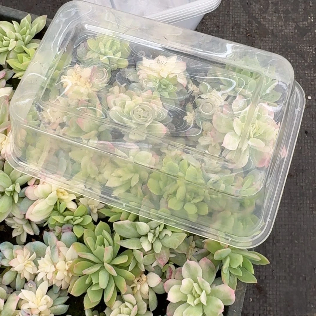 蓝安娜火焰杯锦一盒量拍26-96