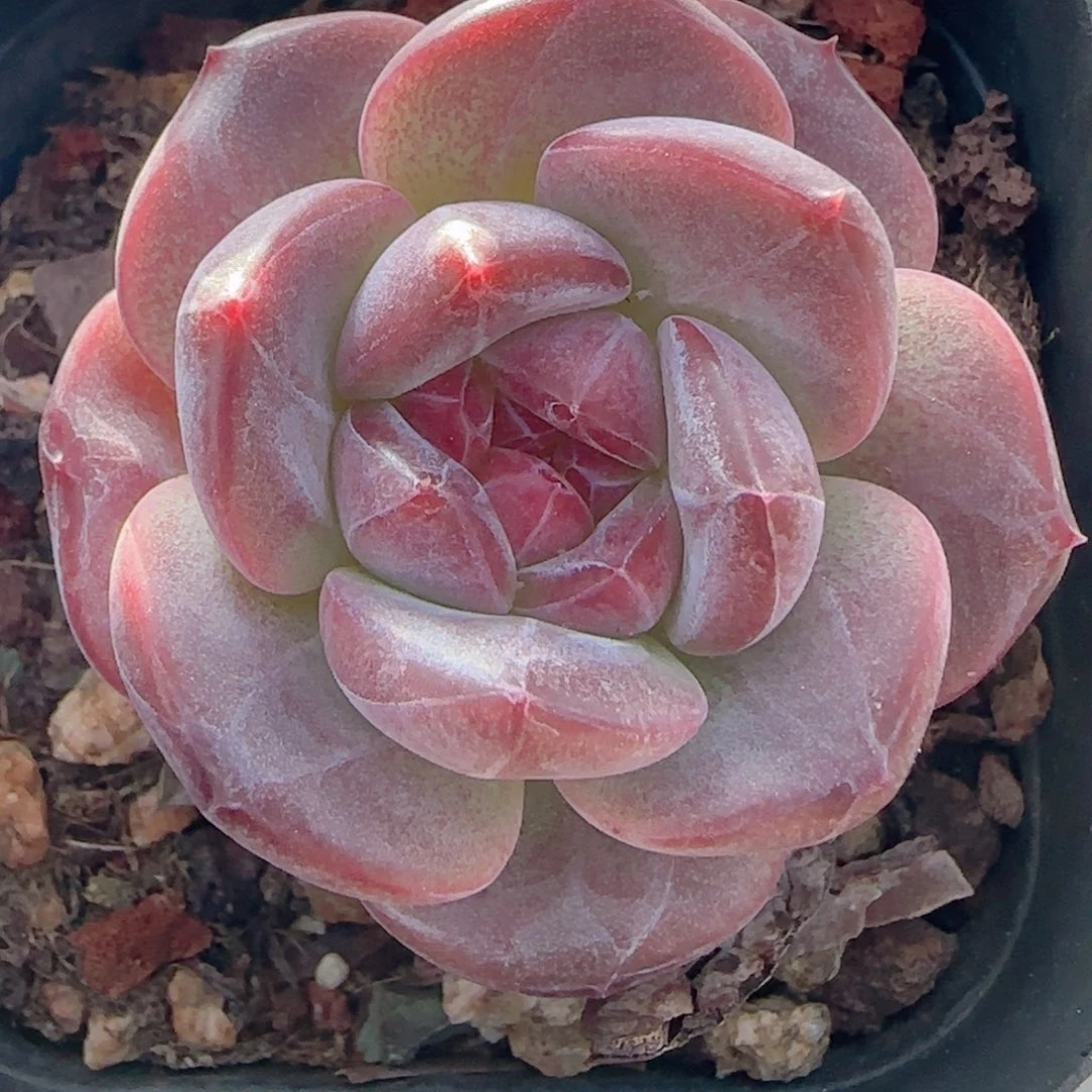 0606-50琥珀天使珍妮
