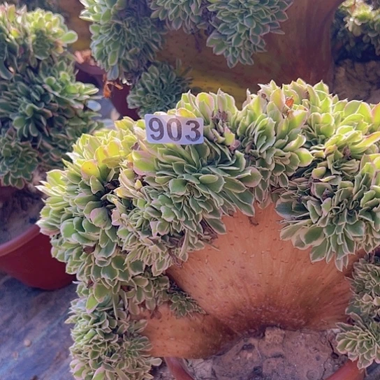 一***安多肉植物一个白凤追