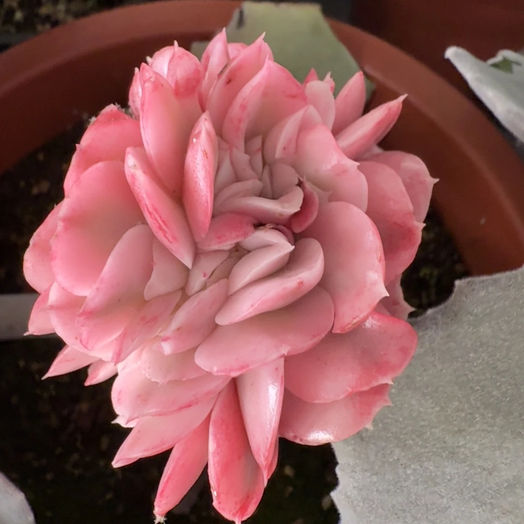 大河之舞锦缀 安吉园艺锦