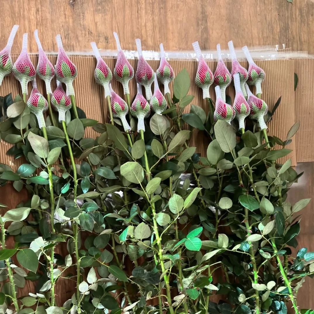 40-80支红玫瑰(卡罗拉）基地直供 家庭用花（拒收不售后）