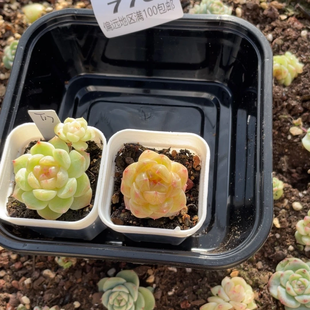 蓝****纸鸢加珍妮一物一拍770.
