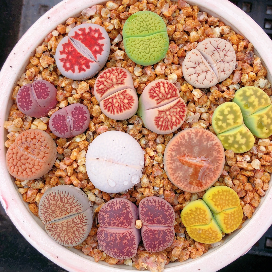 多肉植物  高端精品母本生石花彩拼十颗  全场满28包邮除偏远