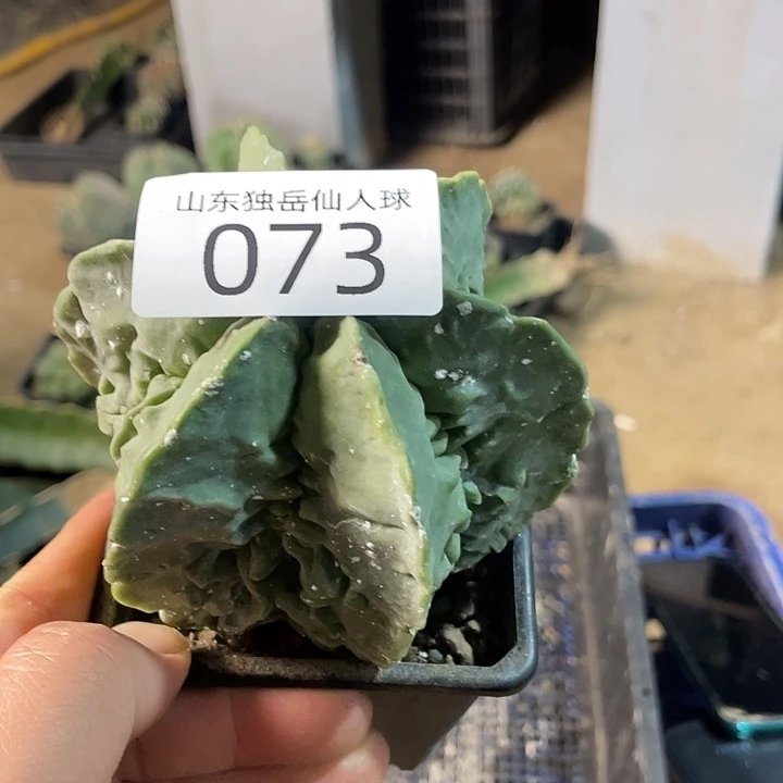 073核桃带根仙人球