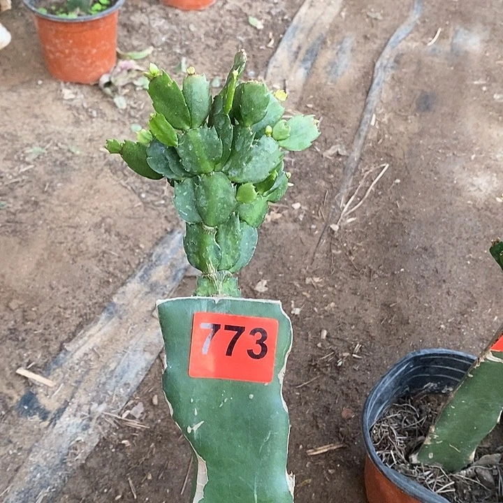 无花朵瑕疵苗叶片有晒伤老白重773号新疆不包邮