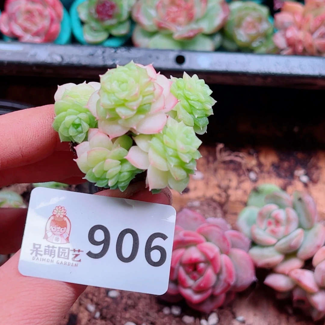 多肉植物多肉植物