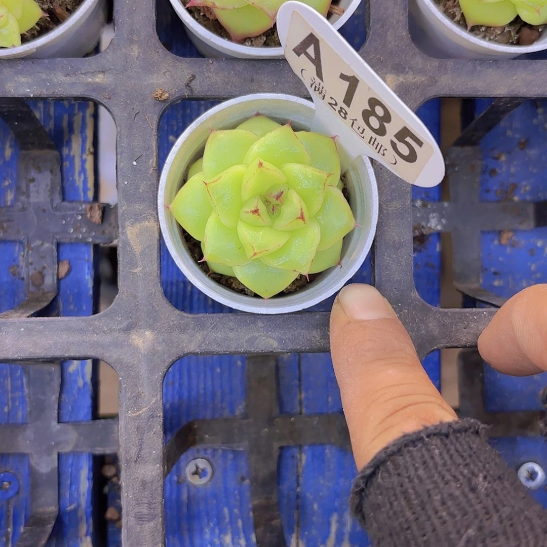 A185太阳宝石一物一拍