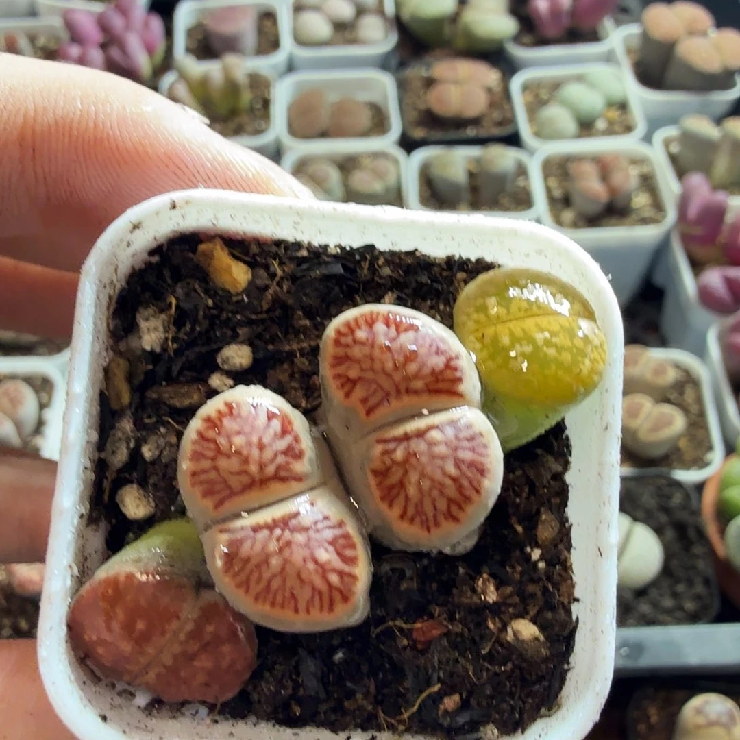 兔***妹多肉植物的生长发育和138