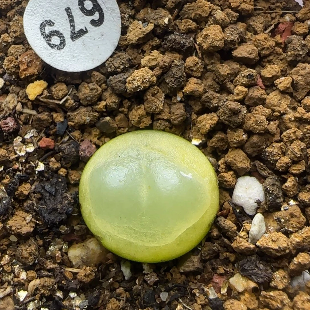 拉登1.4+多肉植物679