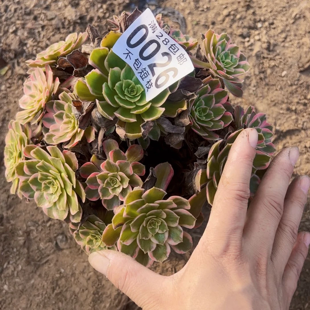 安娜多肉植物0026