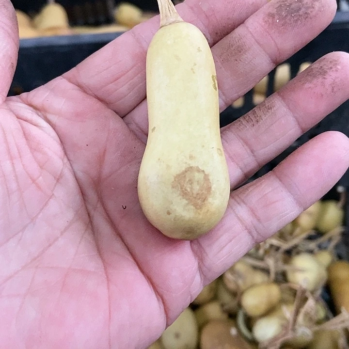 粲**笑g jojv vl p h g c