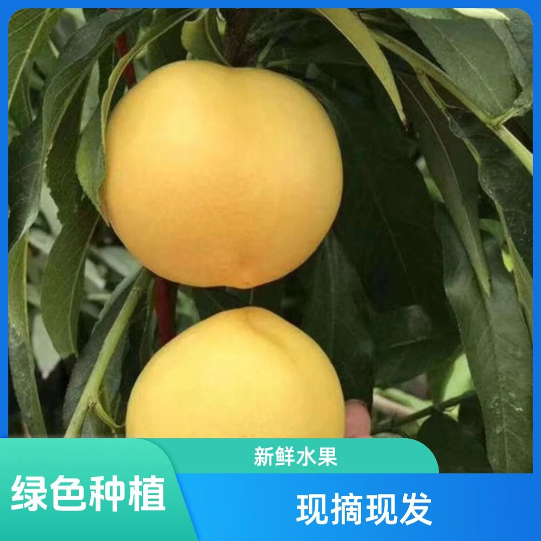 蒙阴蜜桃油桃老树香甜爆汁山地好吃油桃果园现摘现发夏日尝鲜特产