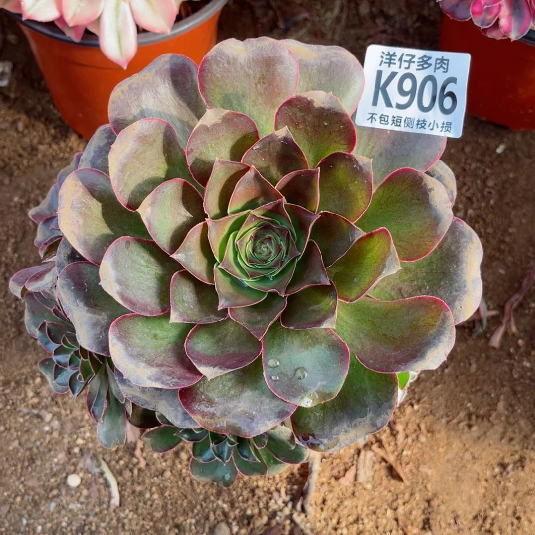 906魅金玫瑰  冠幅15左右