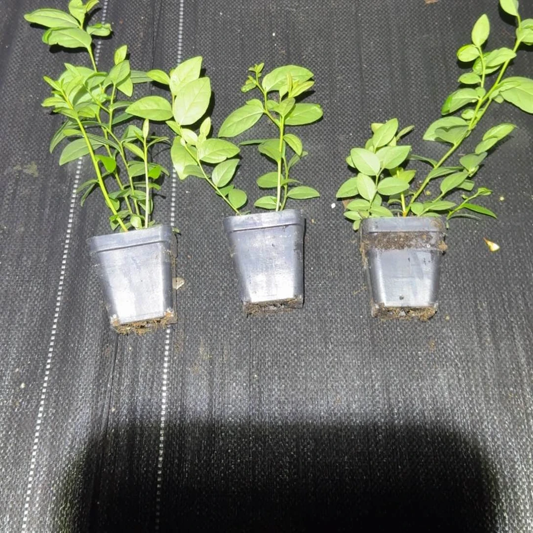 小杯F6三颗装无售后