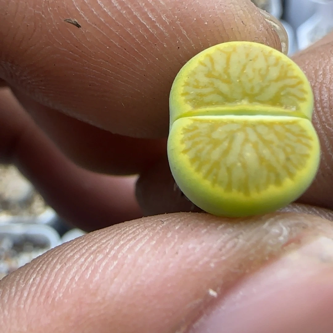 奥***黄845 生石花大棚直播