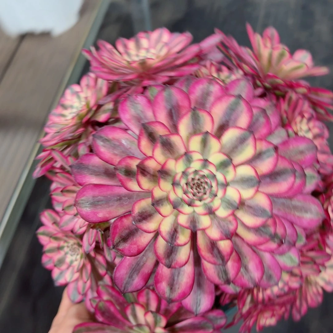 谦*爸多肉植物发货发货