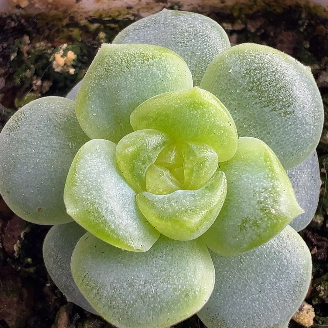 145甜心。