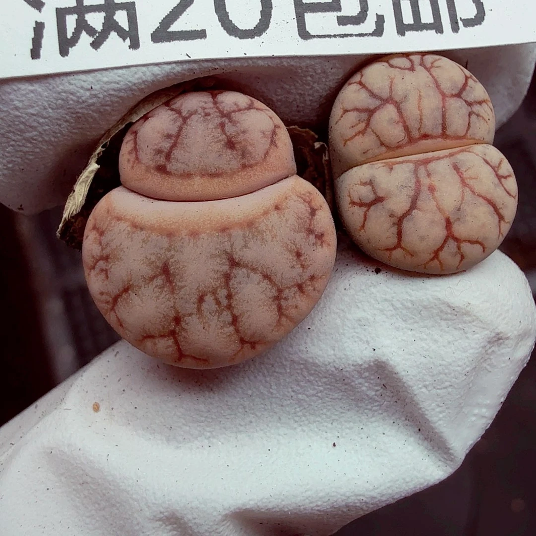 我们一起看电视的时间098