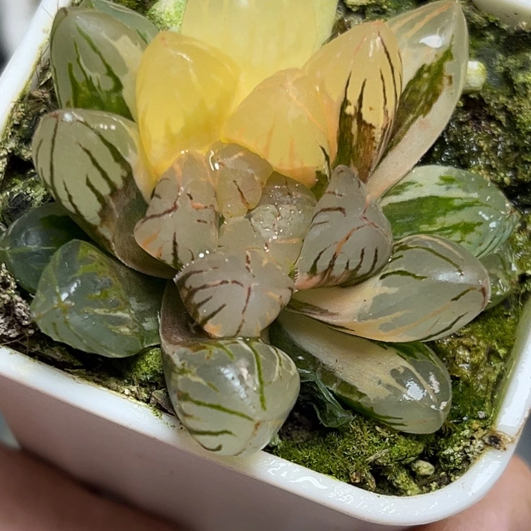 十二卷多肉植物1844红太阳