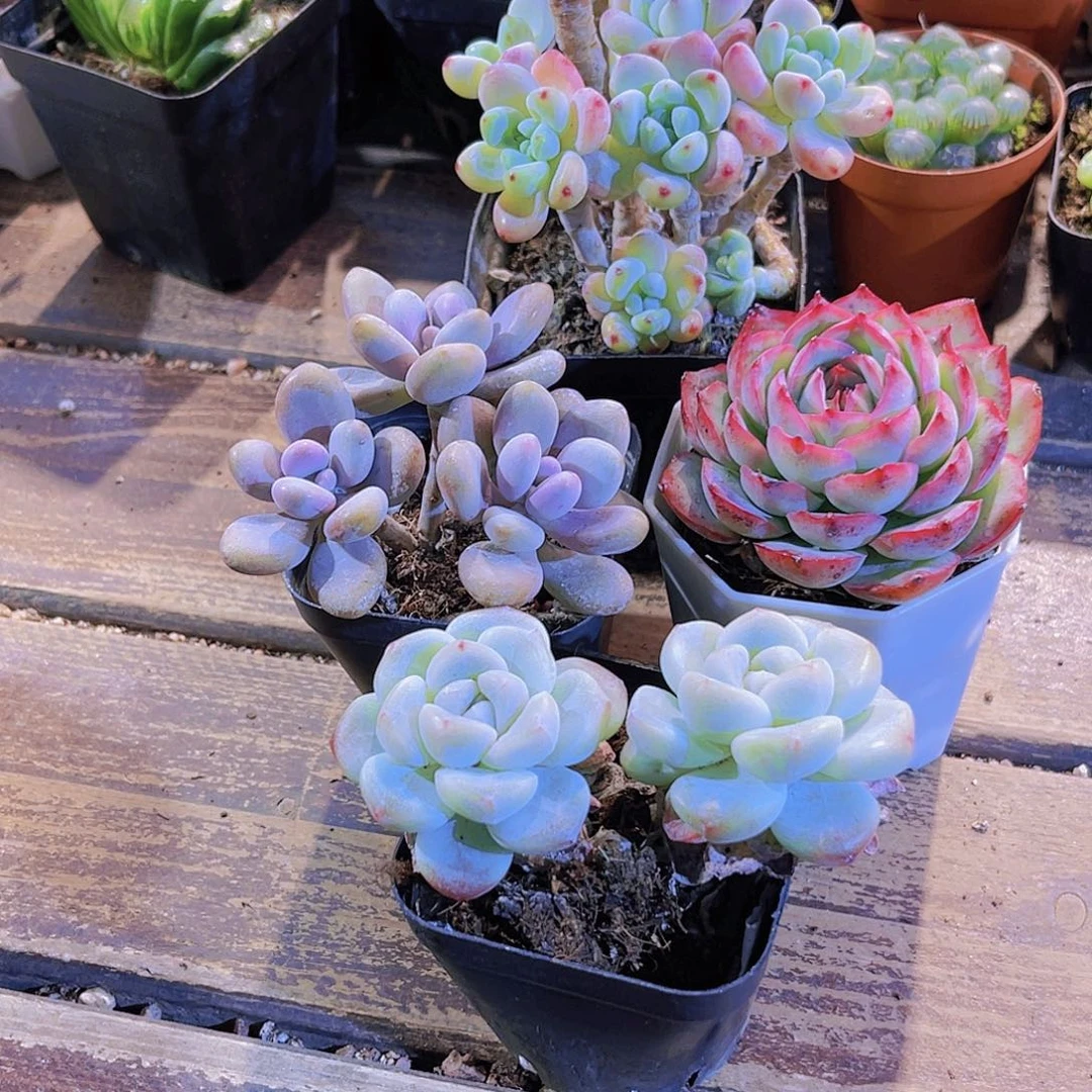 罗琦。桃蛋。侧影。冰玉多头