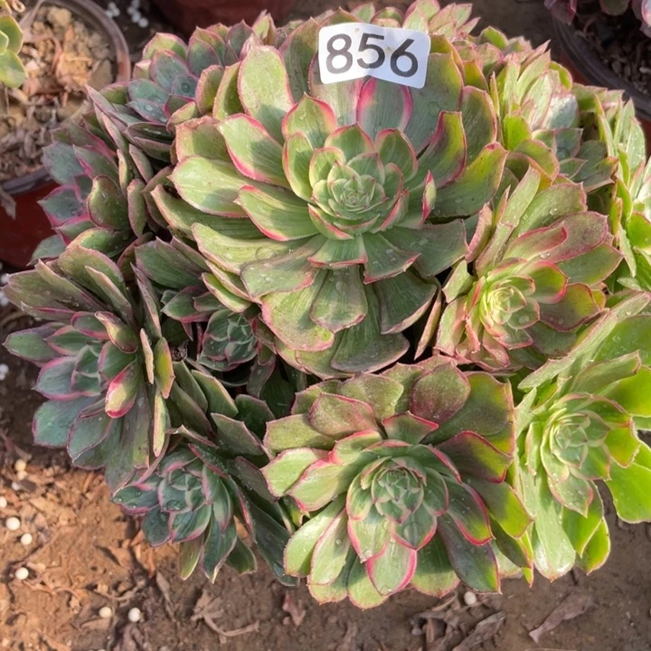 856莲花座多肉植植物