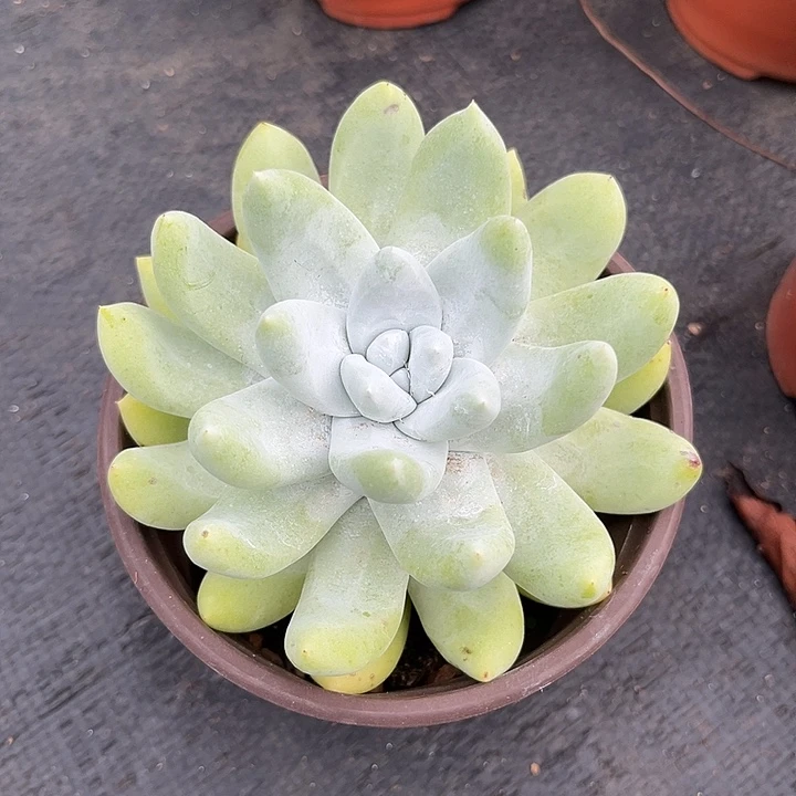 拇指，仙女杯多肉