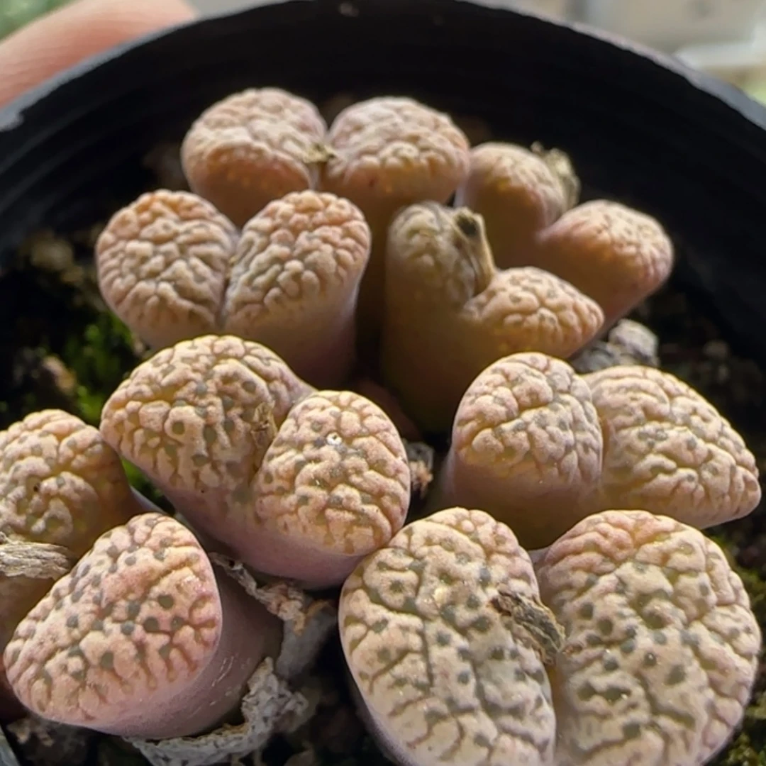 【闪购商品】20878紫鸟福利