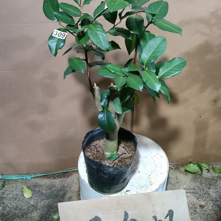309姚黄，原盆原土发货，不包邮