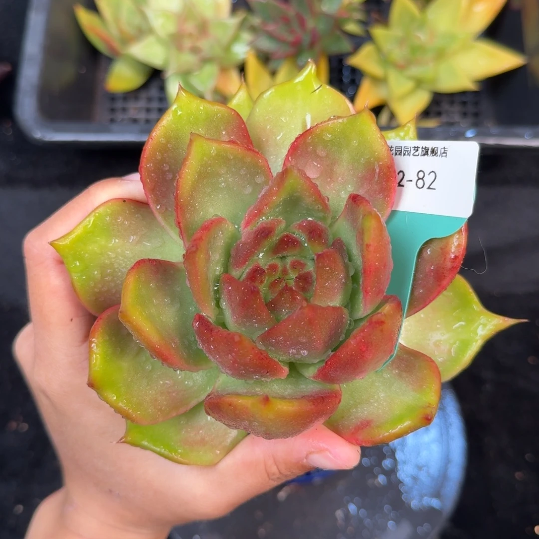 从前慢多肉精选编号1022.82