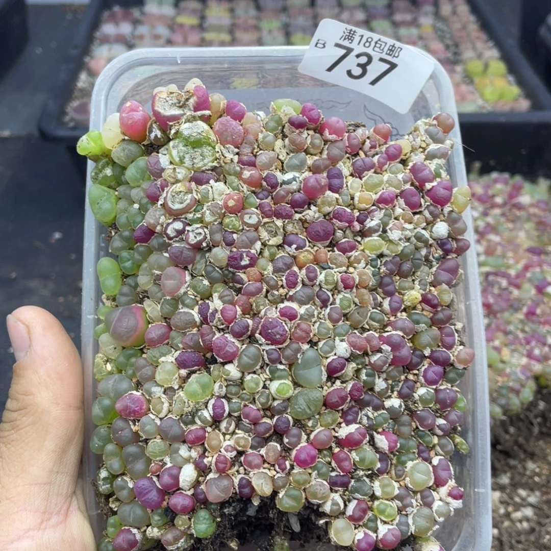 红陶00000000000737