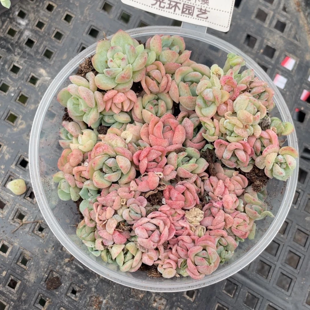 b34胖宝宝切糕苗包邮