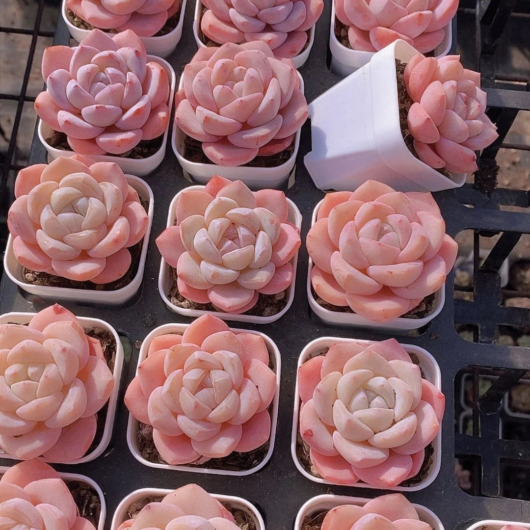 0127-小冰橙单头一颗 量拍