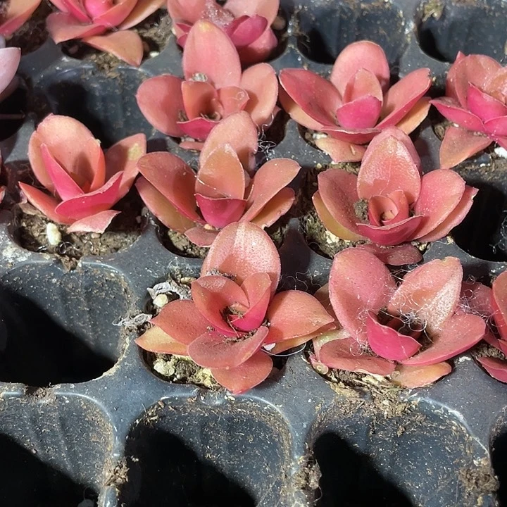 小火鸡1元带土发