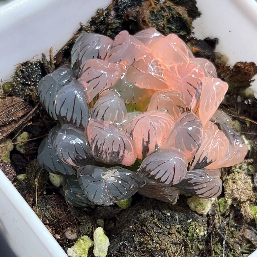 牛***坊恭喜发财大吉大利628