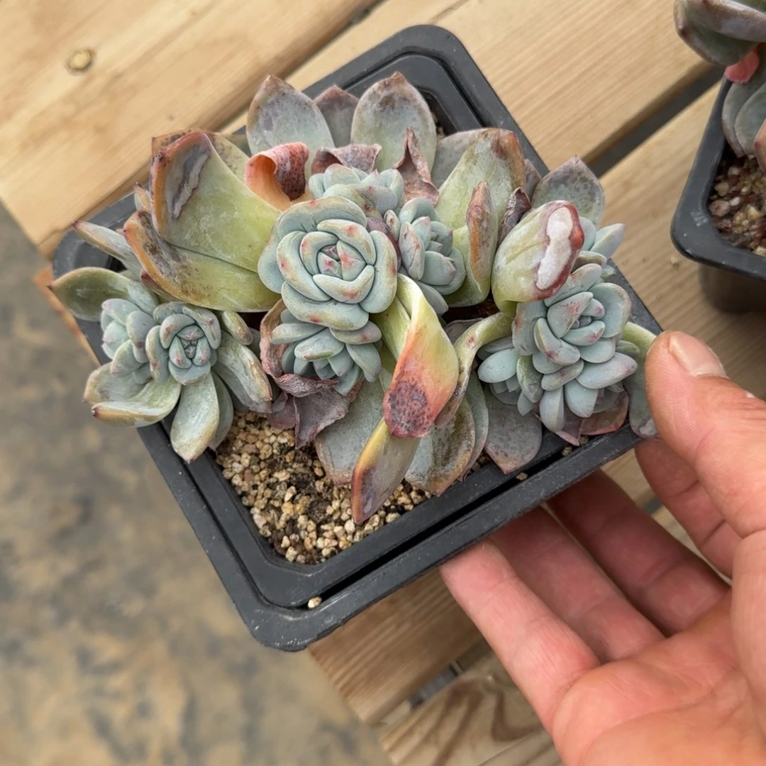 冷*13厘米的尺寸也一拍的