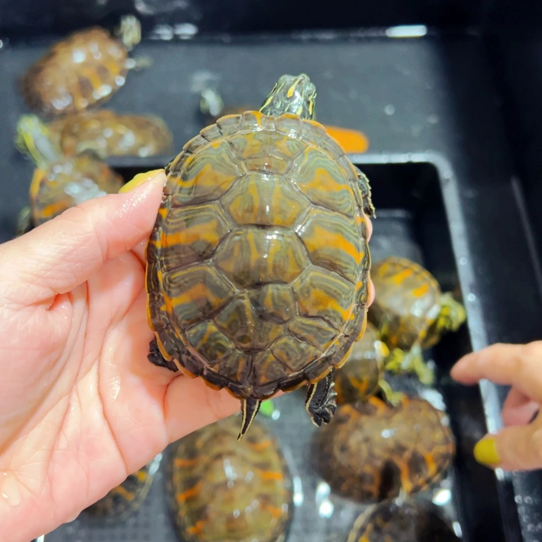 母宠物龟两万赞福利龟龟
