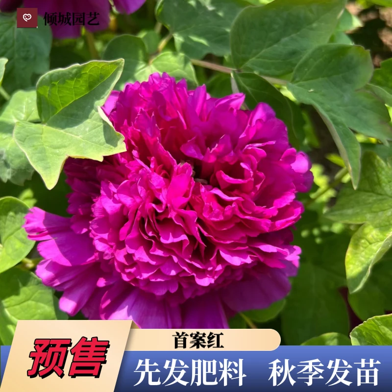 牡丹【首案红】先发肥料 秋季发苗
