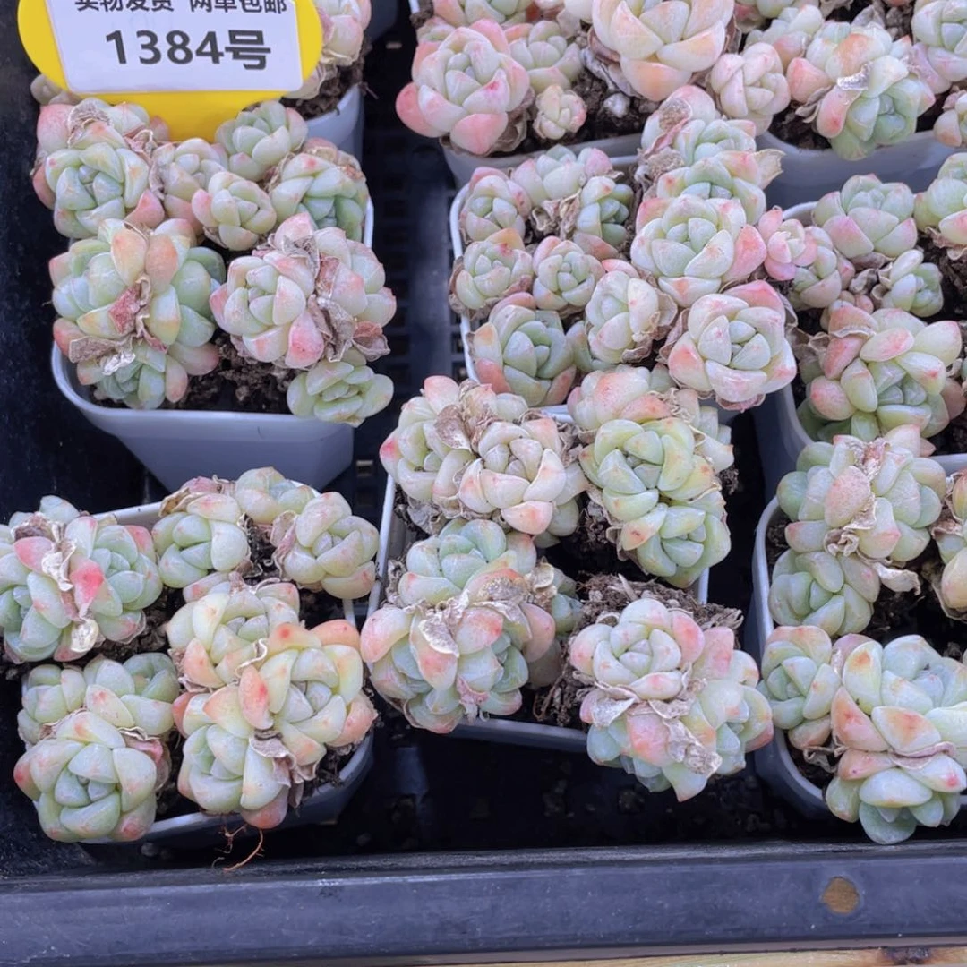 1384号 樱花冰玉组合四群