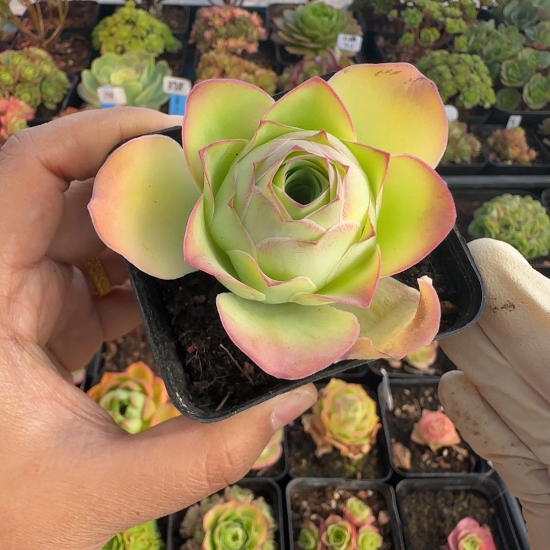 梦***L701半城玫瑰熊朵儿冠副3厘米左右不含盆土