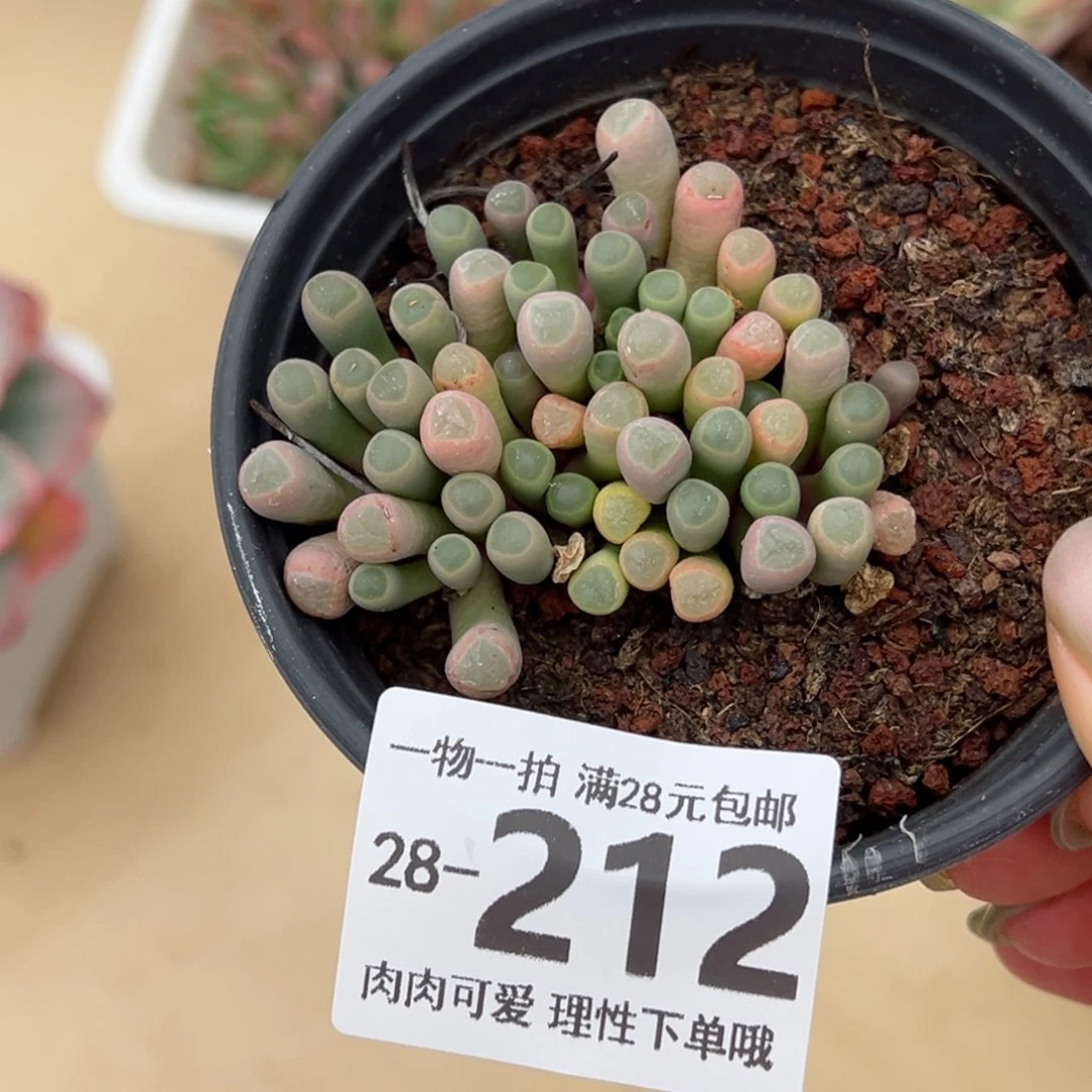 五十铃玉多肉多肉多肉多肉多肉