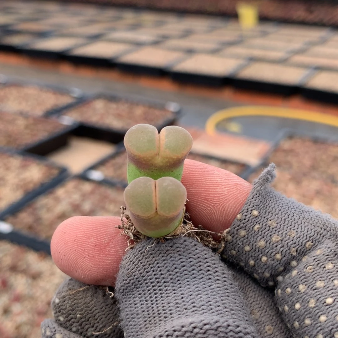 405风铃母本一颗